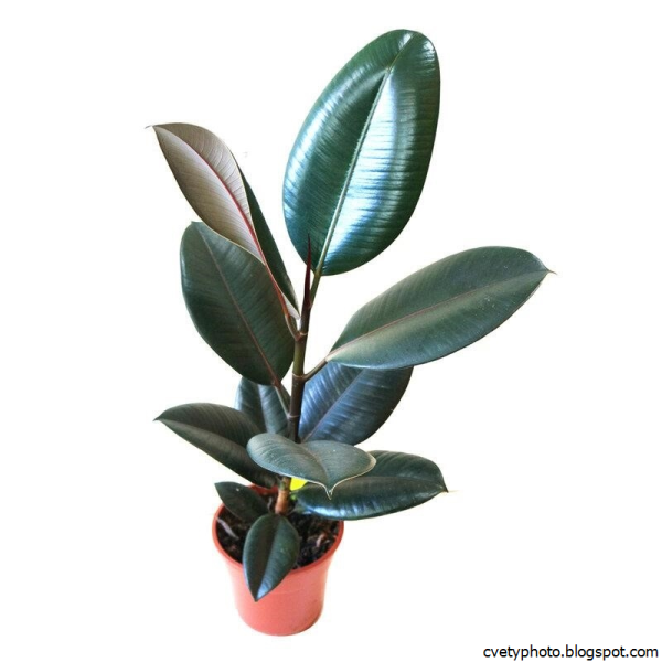 Фикус эластика Клоэ