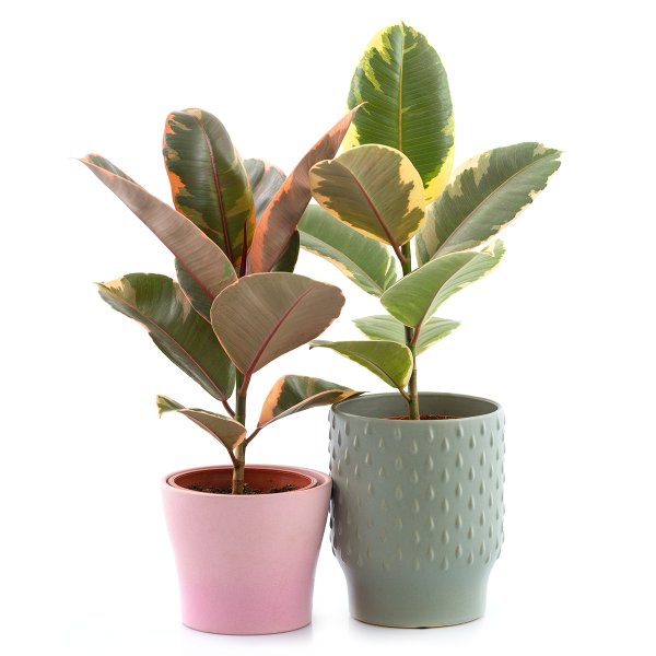 Фикус эластика Даниэль