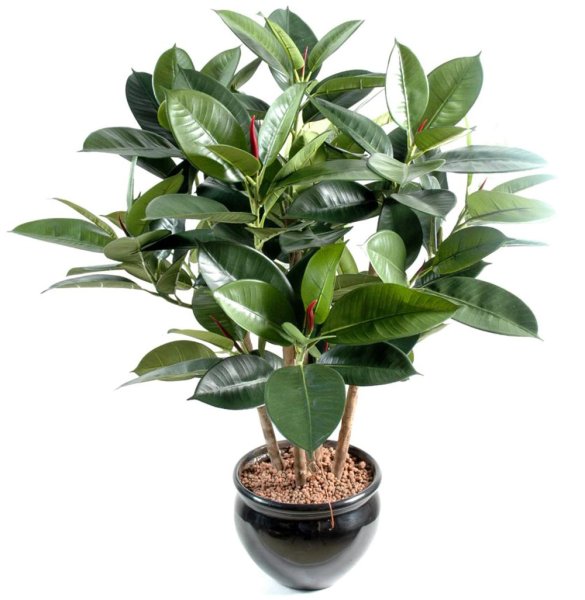 Фикус Бенджамина каучуконосный