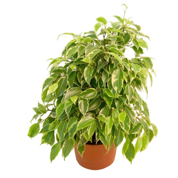 Фикус Бенджамина детка