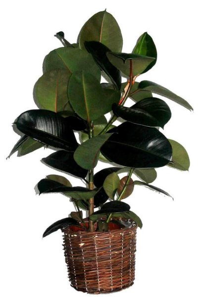 Фикус каучуконосный Робуста