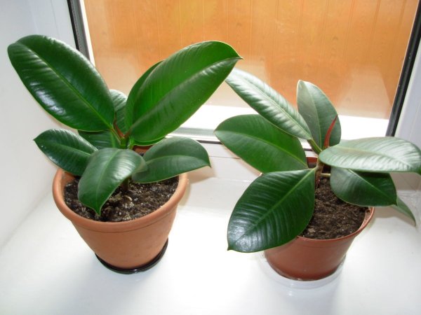 Каучуковый фикус