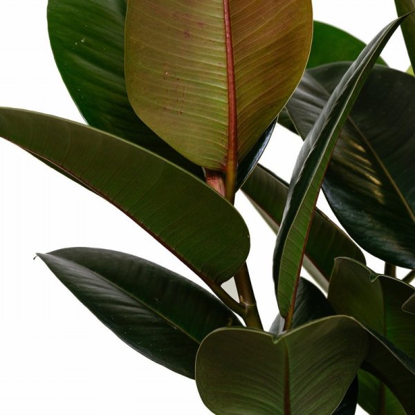 Фикус Бенджамина каучуконосный