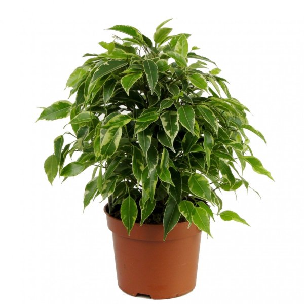 Растение фикус Бенджамина