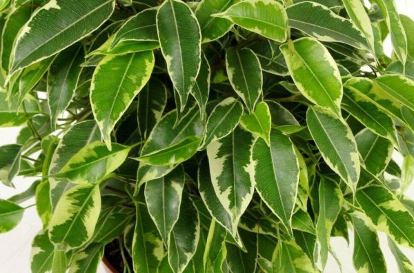 Фокус Бенджамина Кинки