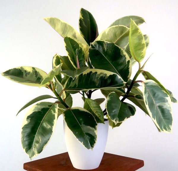 Фикус Монти