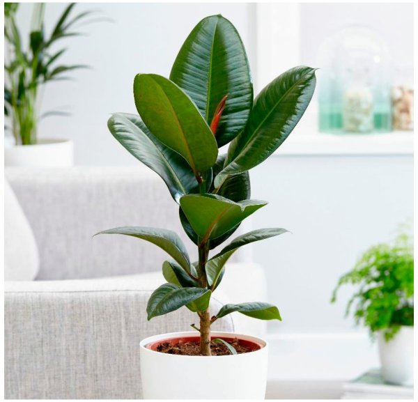 Фикус каучуконосный