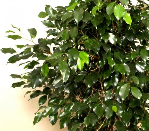 Фикус Бенджамина Даниэль