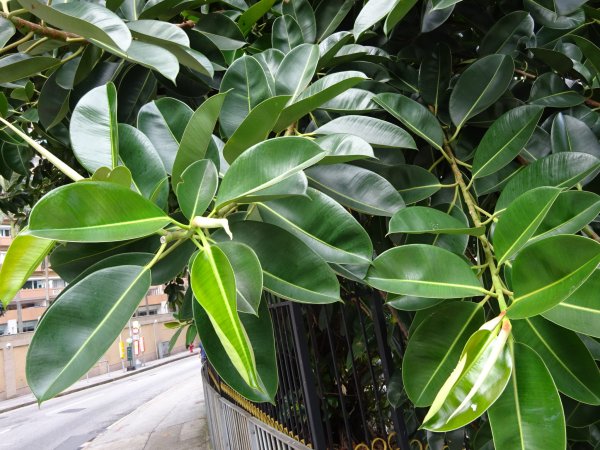 Фикус Бенджамина каучуконосный