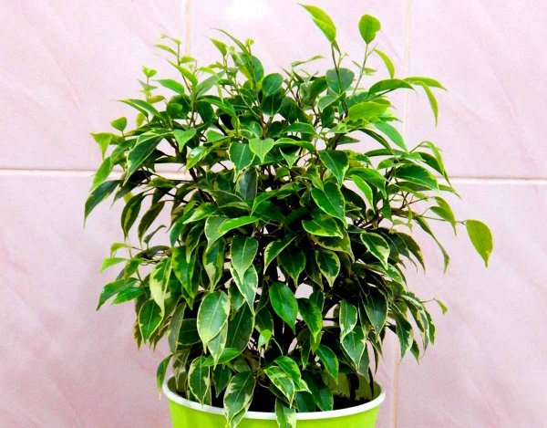 Фикус Бендж роялти