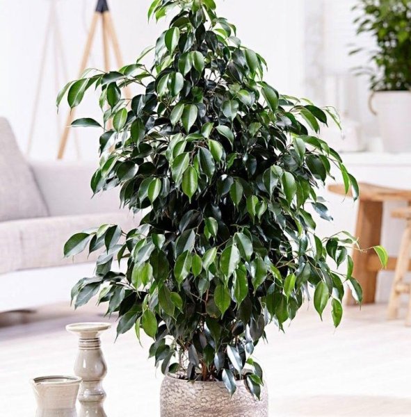 Фикус Бенджамина Даниель