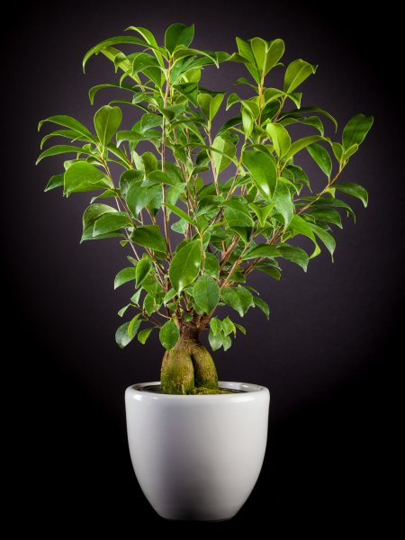 Фикус Гинсенг