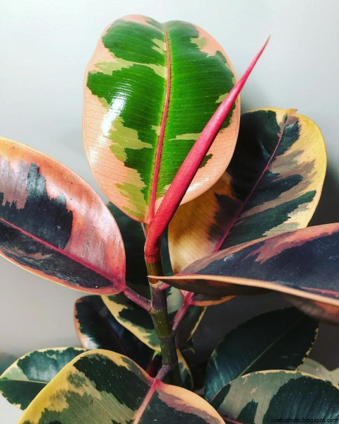 Комнатные растения описание