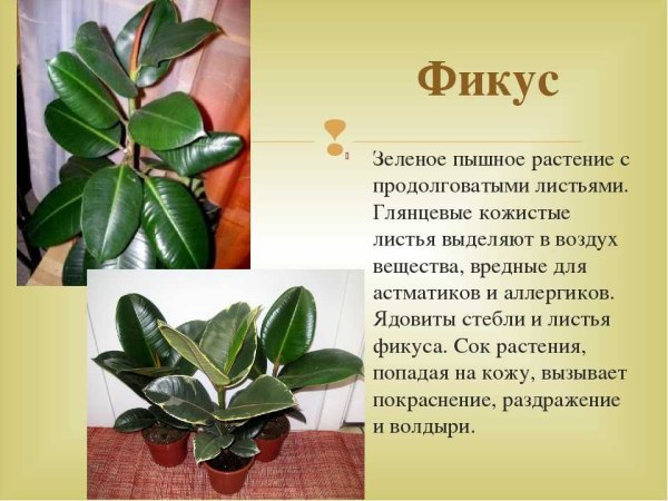 Фикус Бенджамина Баньян