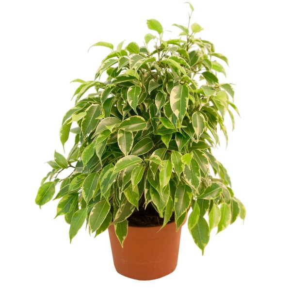 Фикус каучуконосный