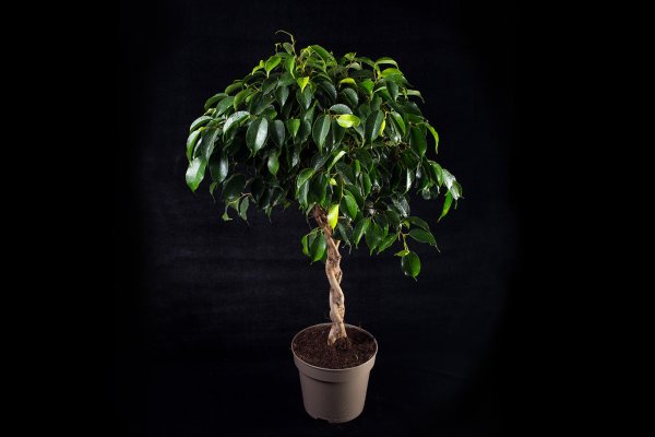 Фикус Бенджамина микс
