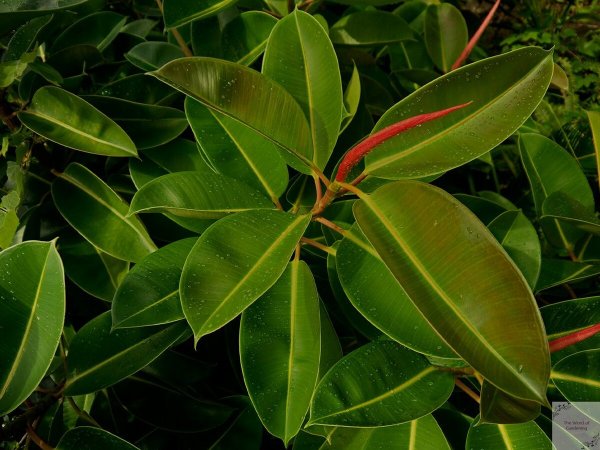 Фикус Бенджамина комнатный