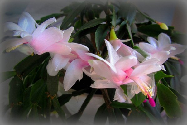 Шлюмбергера декабрист Зигокактус