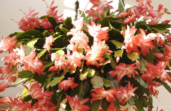 Зигокактус шлюмбергера