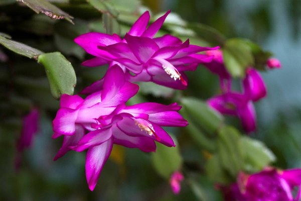 Зигокактус усеченный (декабрист)