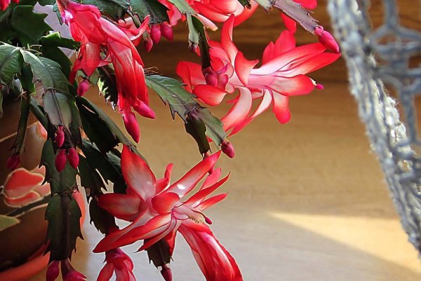 Зигокактус шлюмбергера