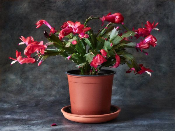 Шлюмбергера Pink Rose