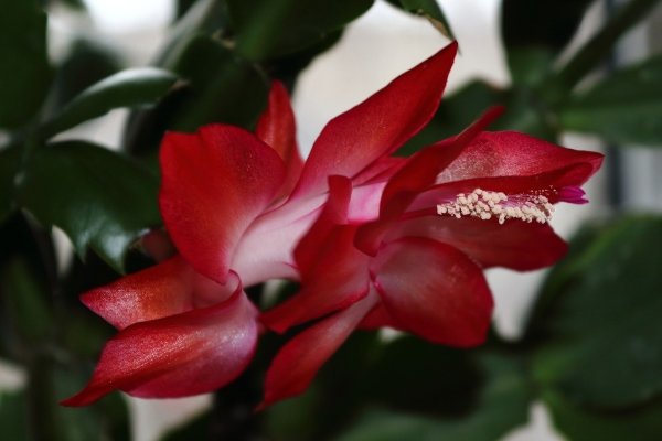 Зигокактус шлюмбергера