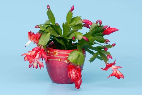 Зигокактус шлюмбергера