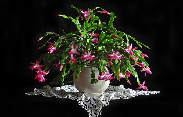 Шлюмбергера декабрист Зигокактус