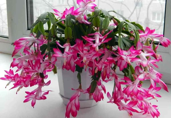 Зигокактус декабрист