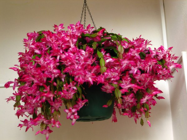 Цветок декабрист шлюмбергера