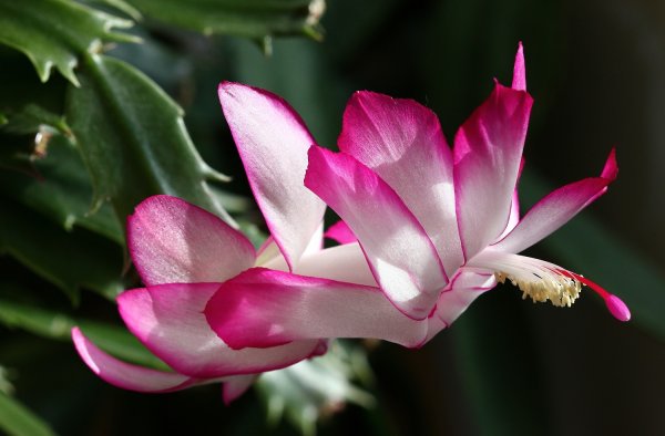 Зигокактус шлюмбергера