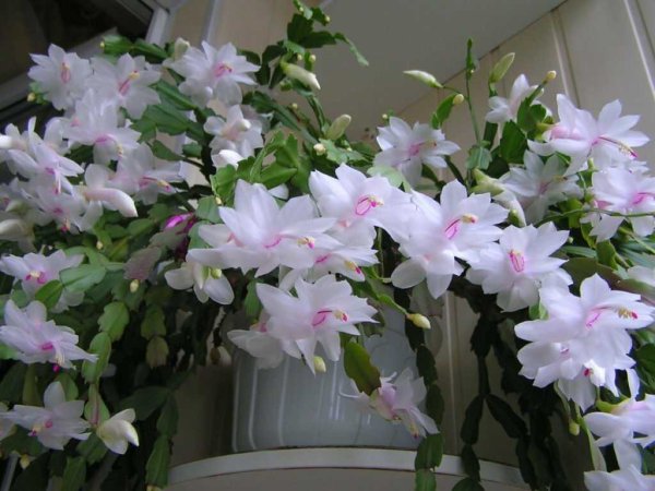 Зигокактус шлюмбергера