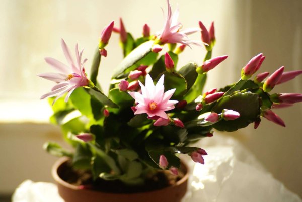 Шлюмбергера Голден февер