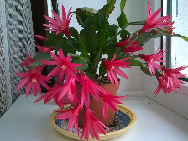 Декабрист шлюмбергера белый