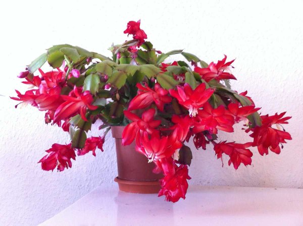 Шлюмбергера декабрист Зигокактус