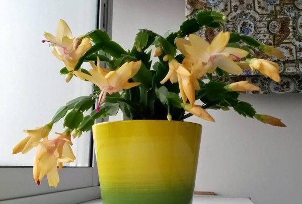 Шлюмбергера декабрист Зигокактус