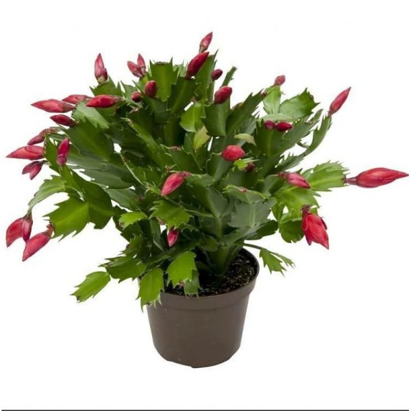 Зигокактус шлюмбергера