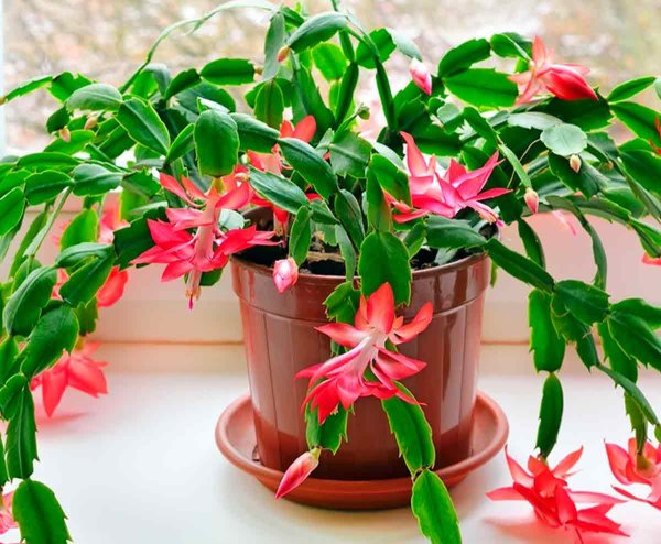 Шлюмбергера Ascot