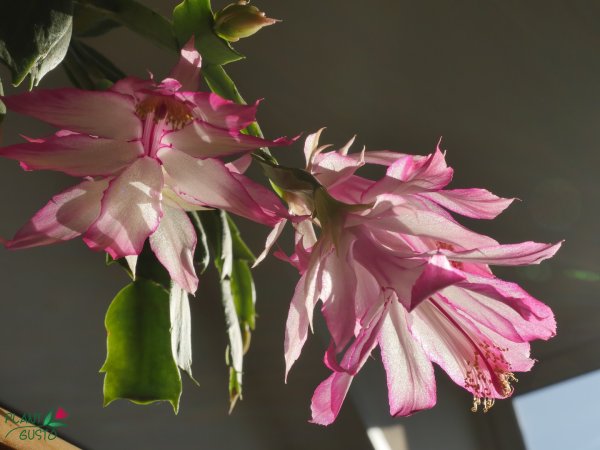 Цветок декабрист шлюмбергера