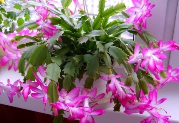 Шлюмбергера Кембридж