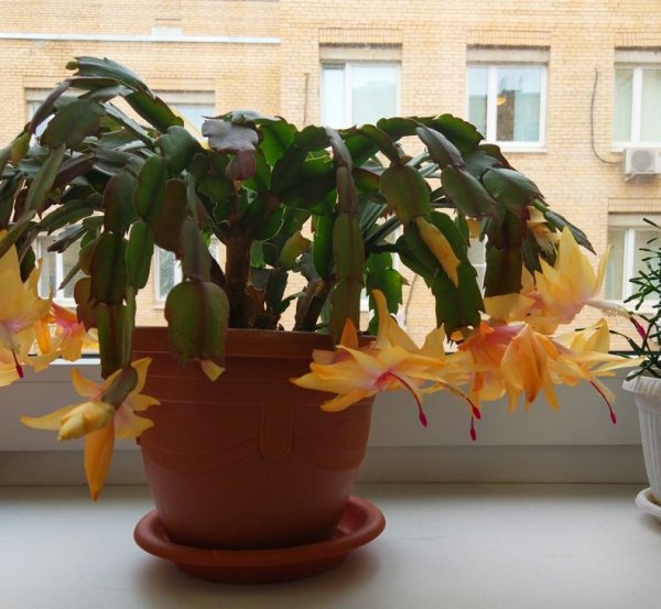 Шлюмбергера декабрист Зигокактус