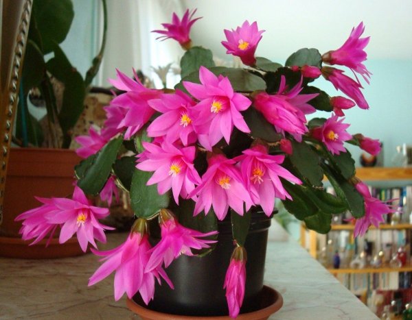 Декабрист длиннолистный