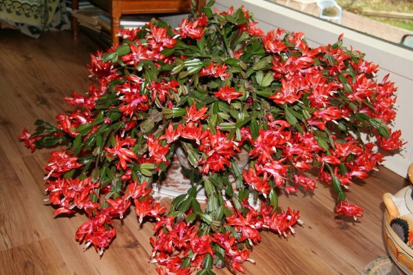 Шлюмбергера микс d9 h20