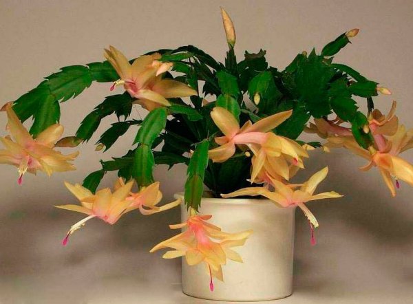 Лесной Кактус шлюмбергера