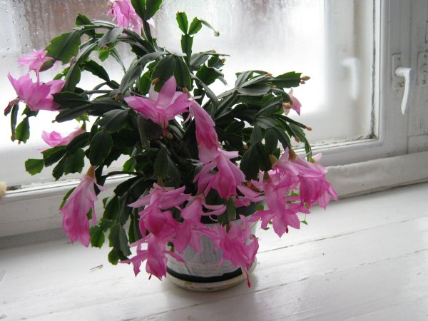 Кактус шлюмбергера