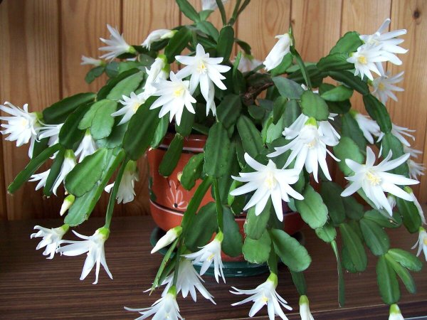 Шлюмбергера декабрист Зигокактус