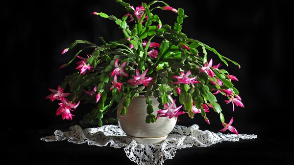 Зигокактус рипсалидопсис