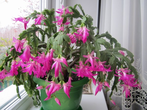 Комнатные растения Зигокактус