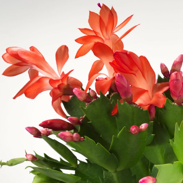 Зигокактус шлюмбергера